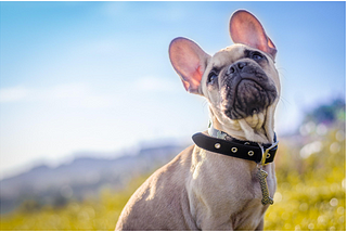 Do you know? WHY French Bulldogs are born through artificial insemination?
