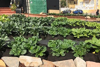 An urban farm to feed a neighborhood