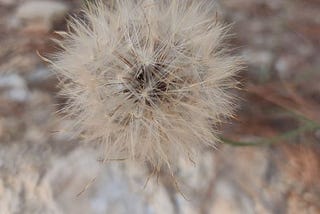 dandelion