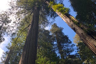 O, Parnassus (Redwood National Park)