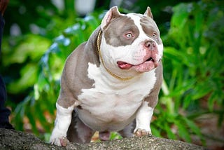 WOW! POCKET BULLY PUPPIES FOR SALE FROM #1 BLOODLINE