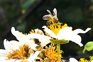 A honey bee pollinating a white & yellow wildflower, enhanced by AI (photo credit: Angelica Olson)