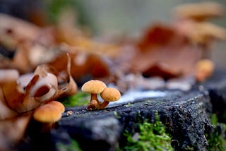 Photo of a tree stump covered in dried fallen leaves with the focus on a small pair of mushrooms.