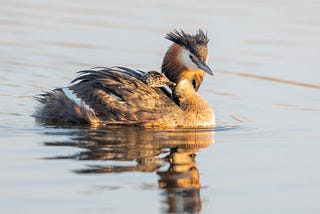 Hooded Grebes- The Most Vulnerable Bird Species!