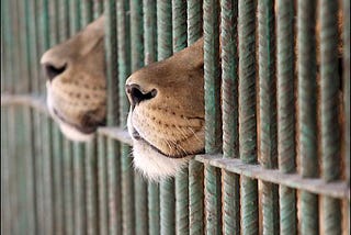 Lions In Cages