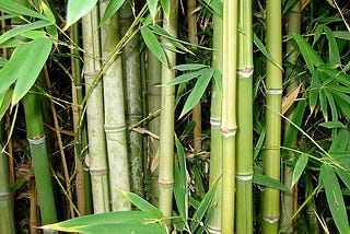 Bamboo products and sustainability: how eco-friendly are they?