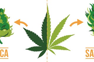 Cannabis: “Sativa” vs. “Indica”.