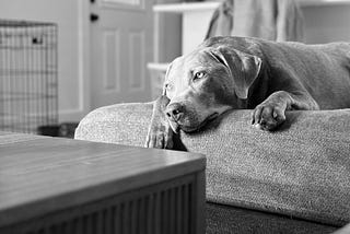 An Ode to Pepper