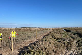 Fence constructed on Akrotiri marsh to protect grazing cattle