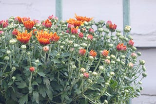 Start Fall Planting Now: A Guide to a Bountiful Autumn Garden