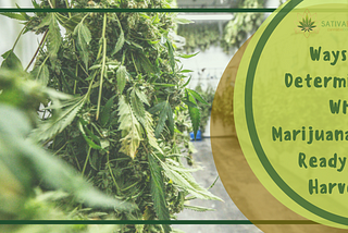 Ways To Determine When Marijuana Is Ready To Harvest