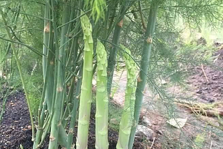 🌱 เมล็ดพันธุ์หน่อไม้ฝรั่งปลูกง่ายๆ ได้ผลผลิตเยอะ ด้วยเมล็ดพันธุ์นำเข้าจากต่างประเทศ