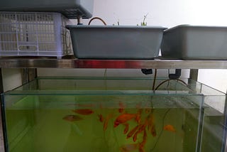 Trying to setup my Aquaponics system