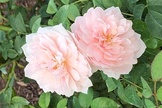 Two pale pink flowers nestled against each other