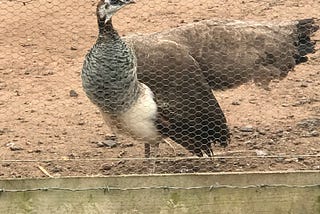 How can you tell if a peahen is going to lay an egg?