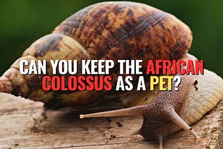 Domesticating the African Colossus: Breeding Achatina in Your Home