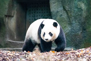 Pandas tricks for Data Scientists