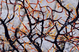 From Advocate to Gatekeeper: Has the Neurodiversity Movement Lost Its Way?