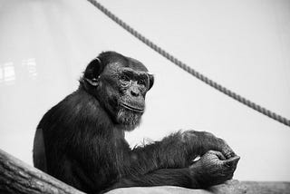 An Ape’s profound letter on the meaning of life