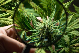 7 Benefits of Growing Marijuana Indoors