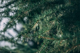 Christmas Trees — the Effect of the Moment on Supply and Demand