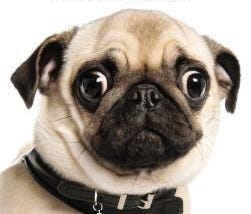 [DOWNLOAD] Dog Ate My Mad Libs Full