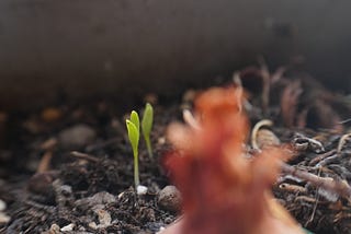 The peppers are sprouting!