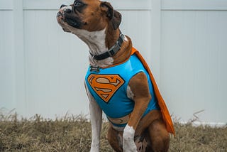 Cute dog wearing a superman costume