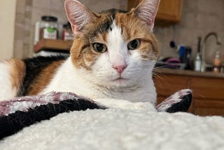 April On The Shelter Cats Podcast!