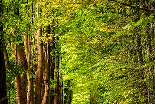 A leafy path in a green forest. Trees standing together under a green canopy.