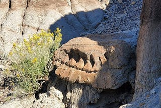 Museum of the Rockies Excavates Hadrosaur Fossil from Makoshika State Park