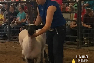 Livestock Showmanship at the County Fairs