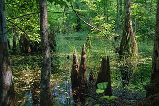 “My Reflections of “Where the Crawdads Sing”