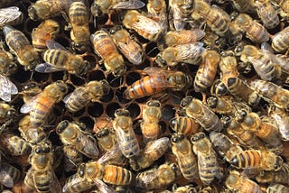 Queen bee surrounded by her attendant bees