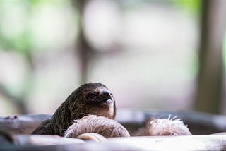 The Sloth’s Perilous Journey to Love