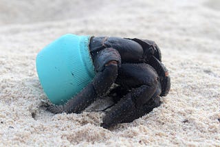 A crab using a piece of plastic as shelter on Henderson Island.