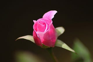 The Blind Rosebud [A Macabre Poem]