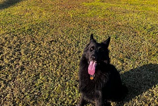 “Tails” from a Reactive Dog Mom