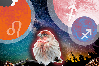 Starcodes November 8, 2024