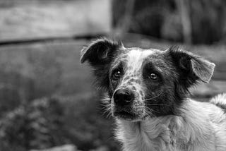 La elocuencia en la mirada de un perro (I)