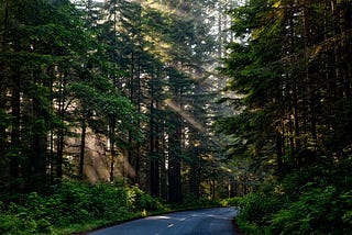 Forest Vegetation in India