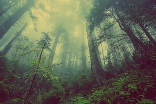Demystify the dark forest on Ethereum — Sandwich Attacks.