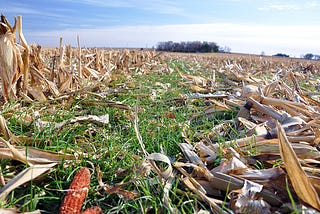 Artificial Intelligence in Crop Insurance for africa