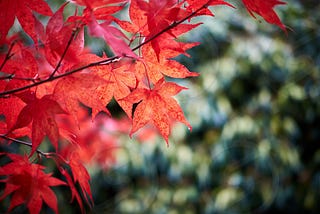A ballad of a dreamy leaf