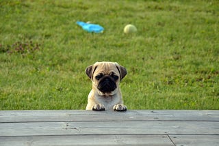 Did Your Know These Interesting Facts About Your Pug