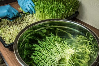 Explore the 10 Key Health Benefits of Adding Microgreens to Your Plate