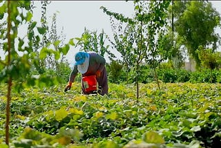 Environmental Challenges and the Road to Resilience: Transforming Eastern Ghouta’s Landscape