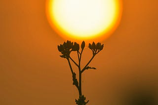 sillohuette of a plant during the sunset