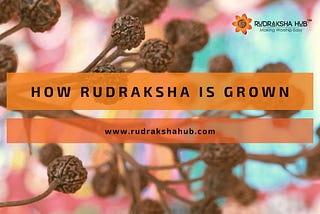 How is Rudraksha Grown? A sneak peak into Rudraksha plantation