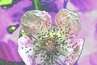 Blackberry flower up close and solarized